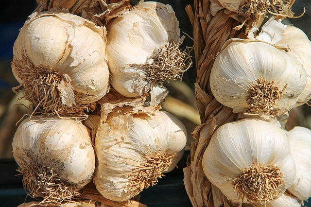 Knoblauch als natürliches Antibiotikum