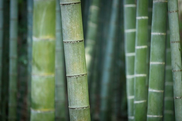 Bambus im Badezimmer